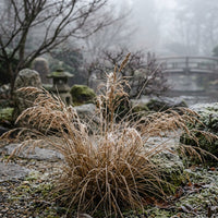 Rhodocoma Capensis Grass Seeds for Planting