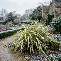 Phormium Tenax Variegata Grass Seeds for Planting