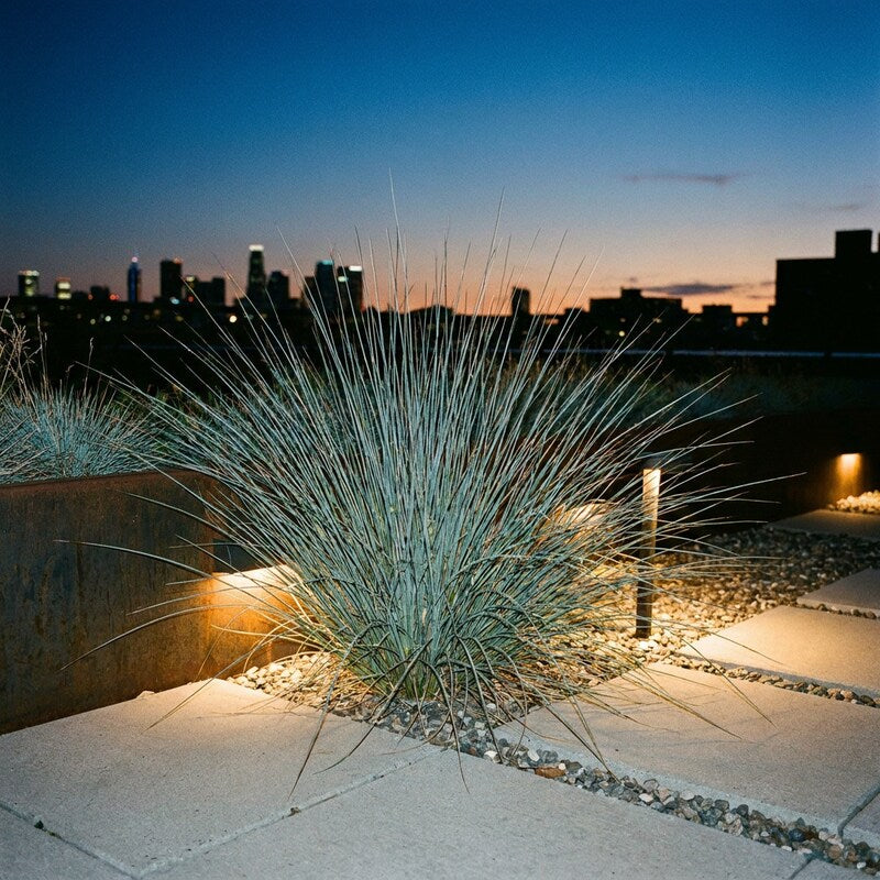 Juncus Patens (Carman's Gray) Grass Seeds for Planting