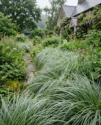 Carex Comans Frosted Curls Grass Seeds for Ornamental Gardens