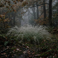 Oryzopsis Miliacea grass seeds growing in a healthy landscape
