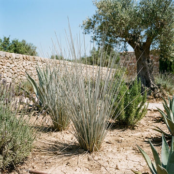 Juncus 'Silver Spears' ornamental grass growing in a garden landscape