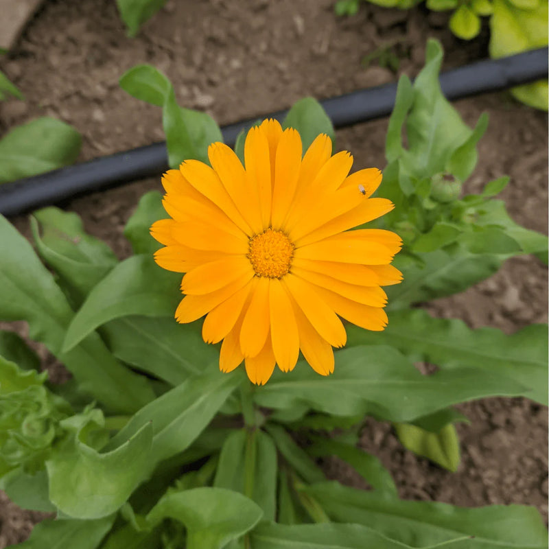 Resina Calendula Flower Seeds, Heirloom, Non-GMO Seeds for Planting