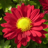 Chrysanthemum Robinson Flower Seeds – Heirloom Non-GMO Seeds for Colorful Perennial Garden Planting