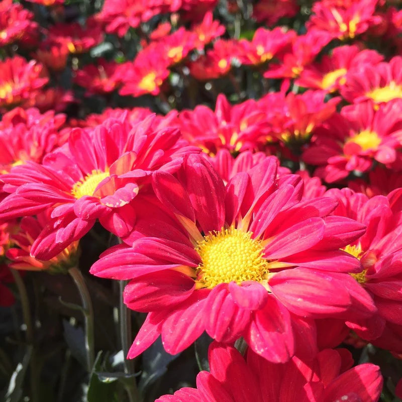Chrysanthemum Robinson's Flower Seeds Heirloom Non GMO Planting - 100 pcs