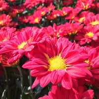 Chrysanthemum Robinson's Flower Seeds Heirloom Non GMO Planting - 100 pcs