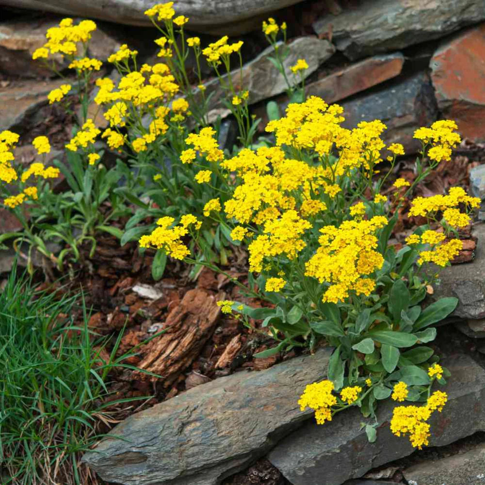 Yellow Rock Cress Plant Seeds for Planting - NON GMO Seeds