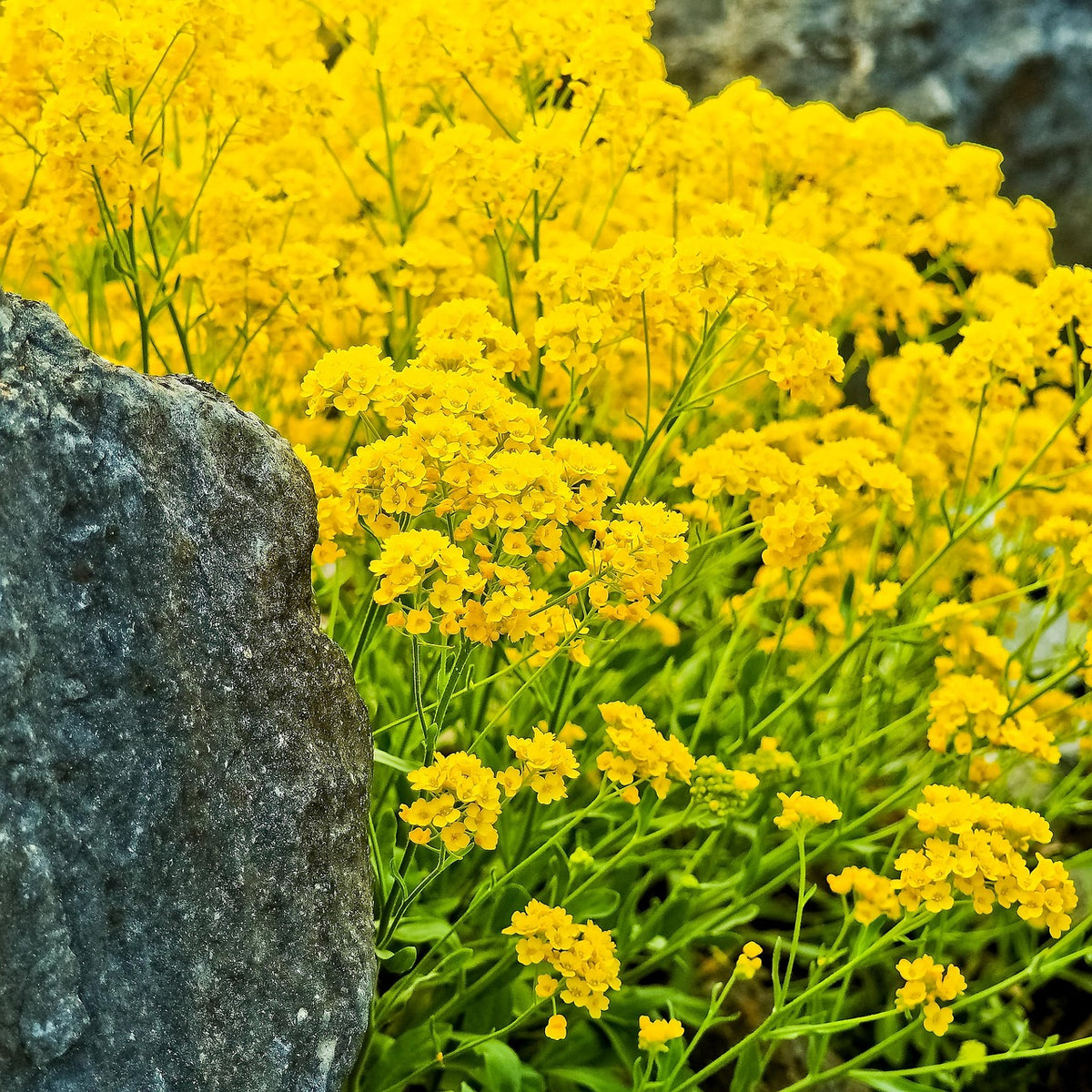 Yellow Rock Cress Plant Seeds for Planting - NON GMO Seeds