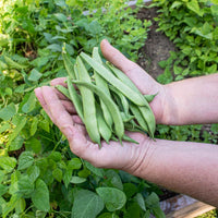 Roma II Bush Green Bean Seeds for Home Garden Planting | Heirloom Non-GMO