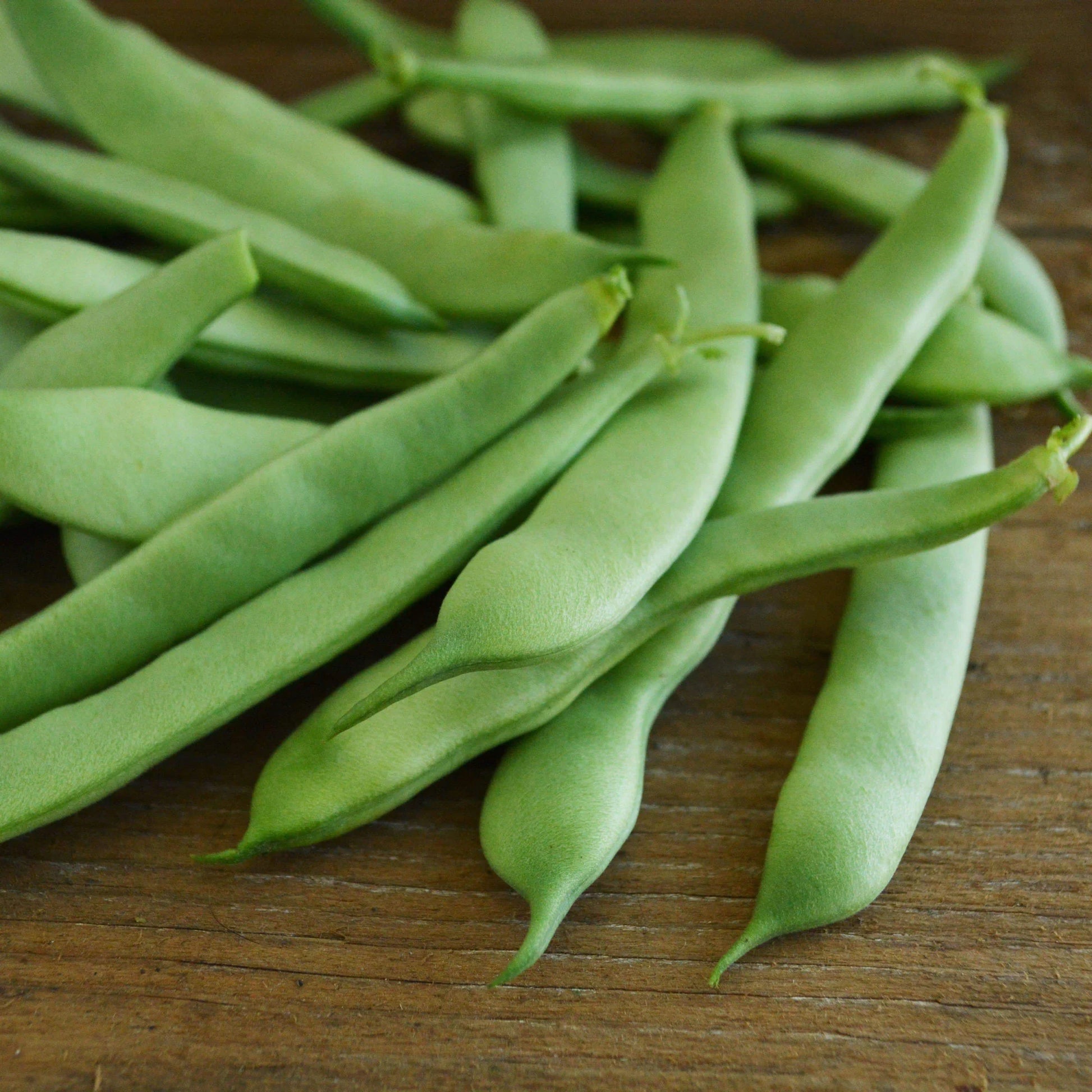 Compact Roma II bush bean plants growing in a garden bed