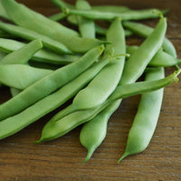 Compact Roma II bush bean plants growing in a garden bed