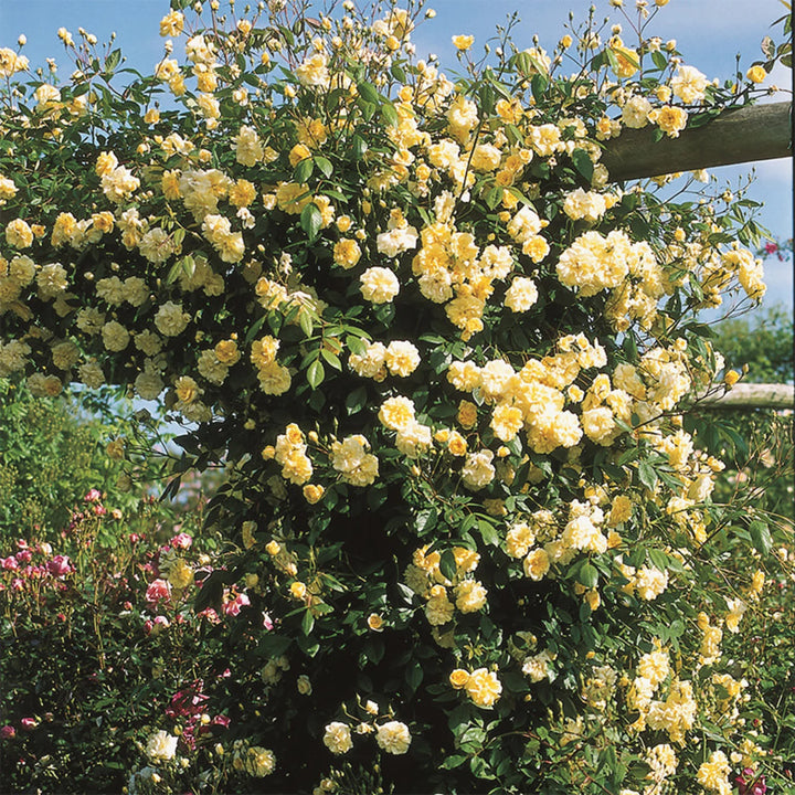 Rosa Banksia Flower Seeds for Planting - NON GMO Seeds