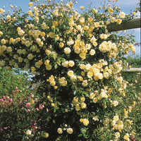 Rosa Banksia Flower Seeds for Planting - NON GMO Seeds