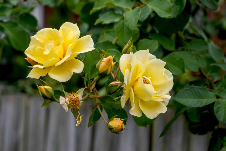 Rose Flower Seed for Planting – Heirloom, Non-GMO Garden Seeds for Vibrant Blooms