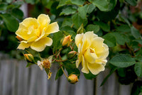 Rose Flower Seed for Planting – Heirloom, Non-GMO Garden Seeds for Vibrant Blooms