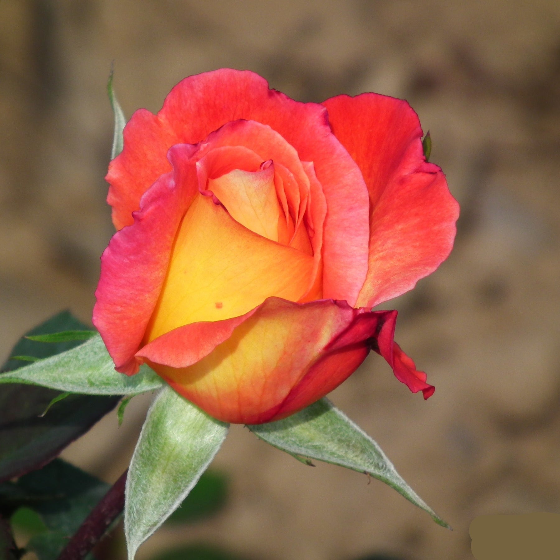 Red (Red scientific name) for planting in garden