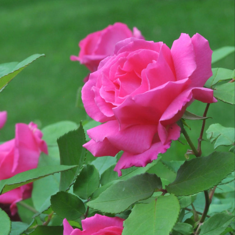 Zephirine Drouhin Rose Plant Seeds for Planting - Non-GMO Heirloom Garden Seeds for Growing Beautiful Roses for planting in home garden