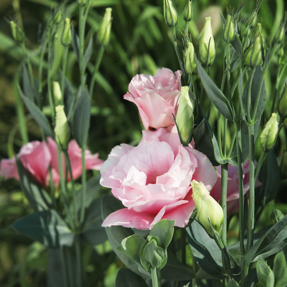 Pink White Eustoma (Lisianthus) Flower Seeds for Planting - Heirloom, NON-GMO Seeds