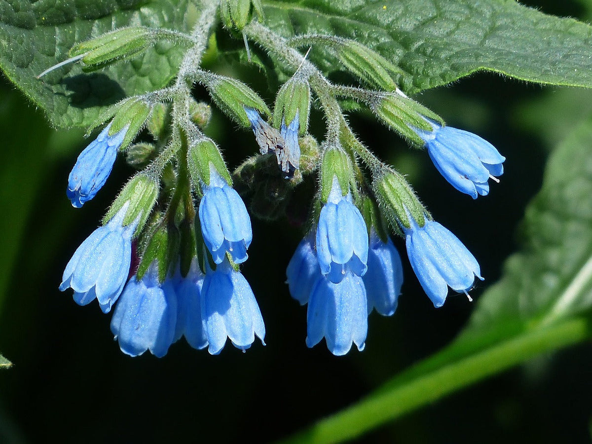 Heirloom Non-GMO Comfrey Flower Seeds for Planting – Medicinal Perennial Garden Herb Blooms - Non-GMO for planting in home garden