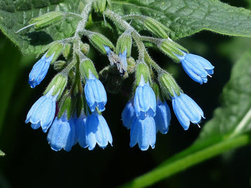 Heirloom Non-GMO Comfrey Flower Seeds for Planting – Medicinal Perennial Garden Herb Blooms - Non-GMO for planting in home garden
