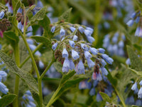 Heirloom Non-GMO Comfrey Flower Seeds for Planting – Perennial Garden Herb Blooms