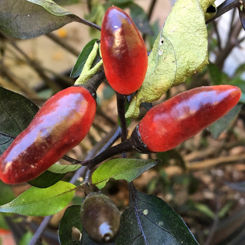 Pequin Vegetable Seeds for Planting heirloom & Non-GMO Seeds