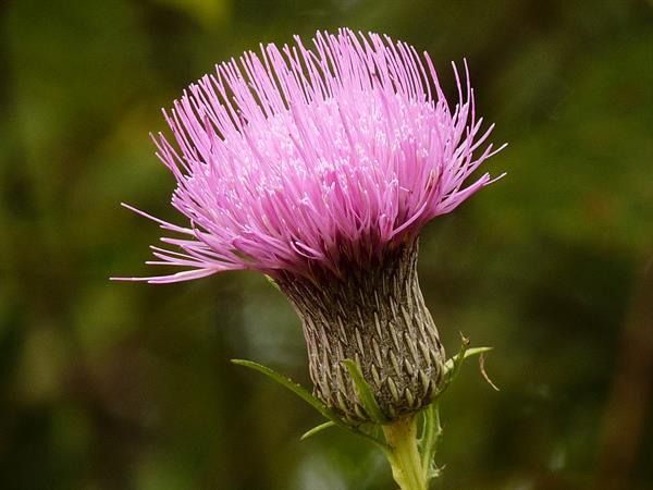 Cirsium Muticum Flower Seeds – Heirloom Non-GMO Seeds for Pollinator-Friendly Wildflower Garden Planting