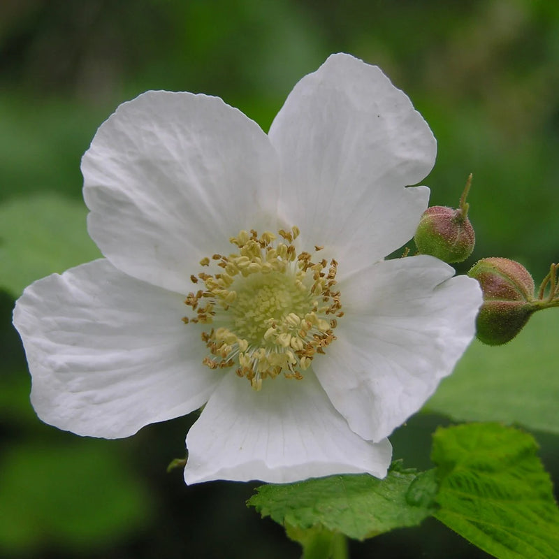 Heirloom Non-GMO Rubus Parviflorus Flower Seeds for Planting – Edible Thimbleberry Blooms for Wild Gardens