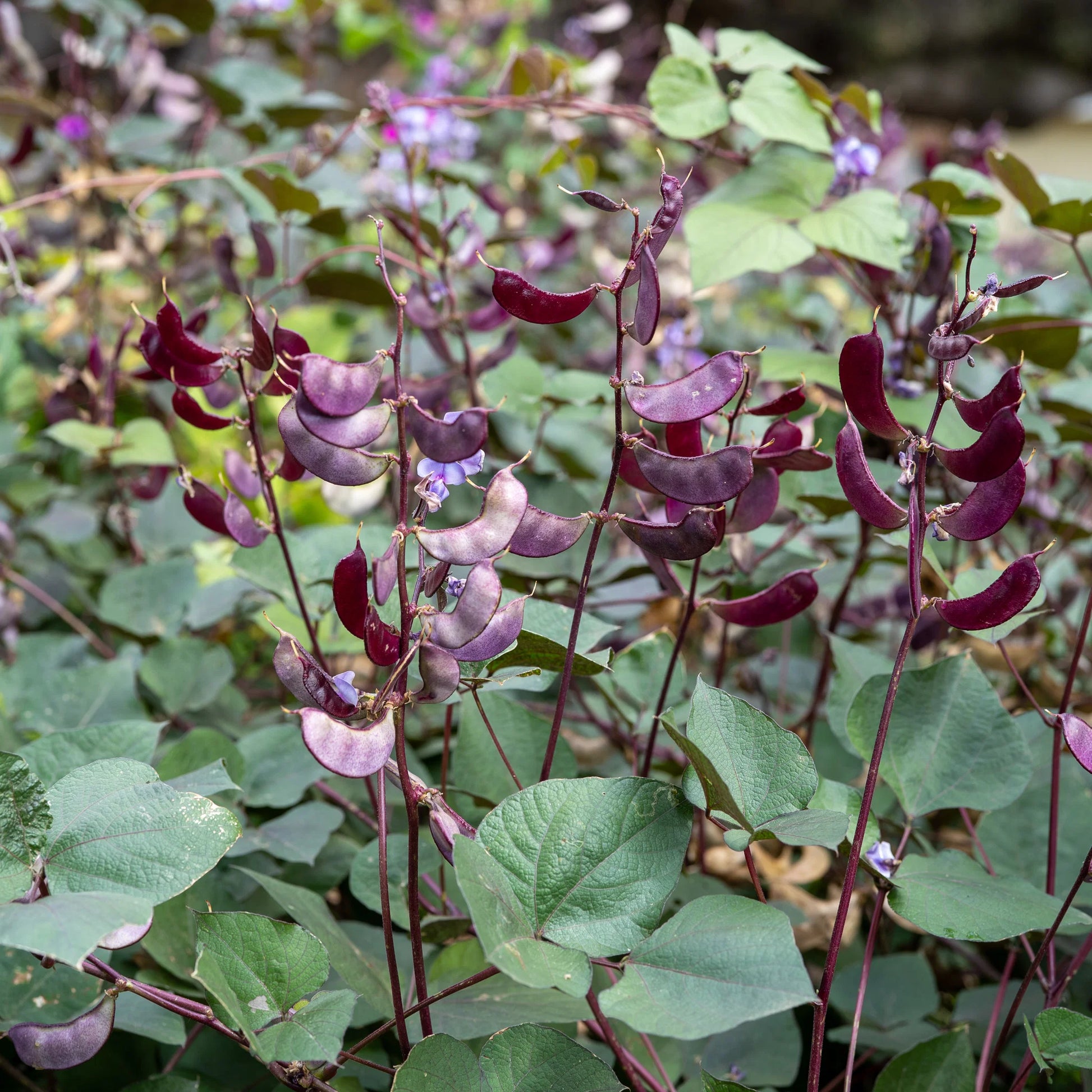Ruby Moon Hyacinth Bean heirloom seeds for home garden planting