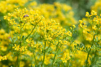 Yellow Ruta Flower Seeds for Planting, 100 pcs