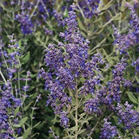 Russian Sage perennial growing in a sunny landscape garden