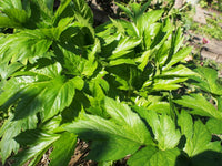 Ashitaba Seeds for Planting