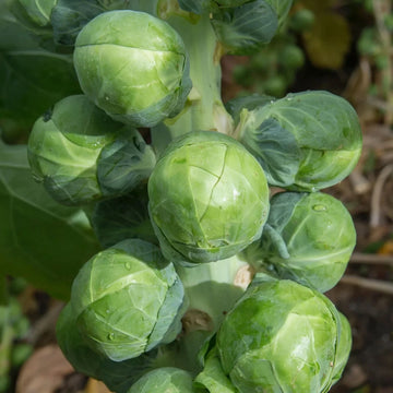 Early maturing Brussels Sprouts Churchill ready for harvest