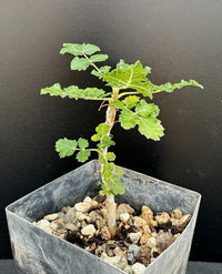 Boswellia Sacra Seeds for Planting â€“ Heirloom, NON-GMO, Easy to Grow Frankincense Tree Seeds