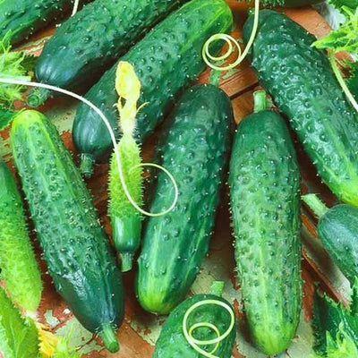 100 Pcs