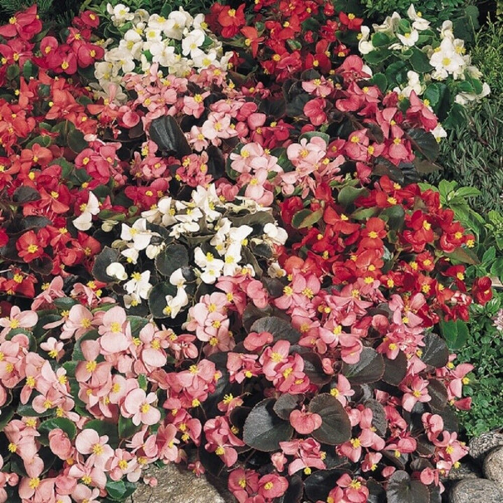 Ambassador Begonia Flower Seeds – Heirloom, Non-GMO Flower Seeds for Planting