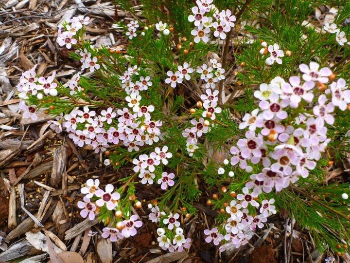 Heirloom Chamelaucium Flower Seeds, Non-GMO White Blooms for Planting