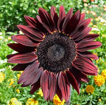 Heirloom Non-GMO Cherry Sunflower Seeds for Planting – Bold Red Garden Blooms - Non-GMO for planting in home garden