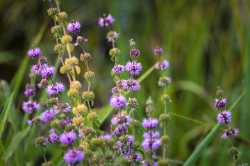 Violet Hedeoma pulegioides Flower Seeds for Planting - Heirloom & Non-GMO Seeds for planting in your garden.