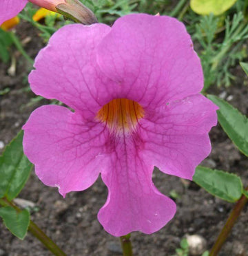 Incarvilla Flower Seeds for Planting â€“ NON GMO Seeds for planting in home garden