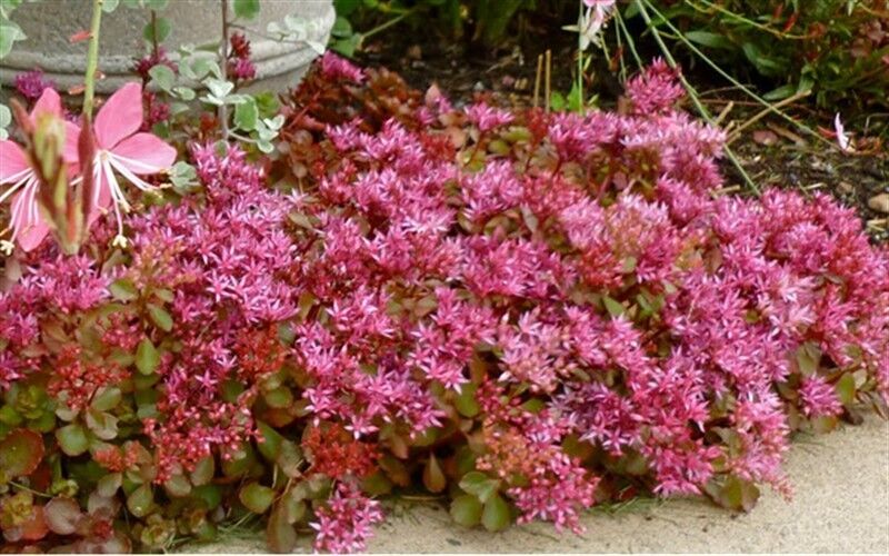 Pink Sedum Flower Seeds for Planting â€“ NON GMO Seeds for planting in home garden