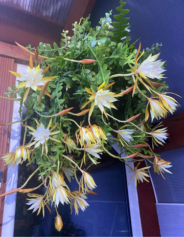 Heirloom Yellow White Epiphyllum Flower Seeds – Non-GMO Exotic Night Blooms for Garden Planting - Yellow for planting in home garden
