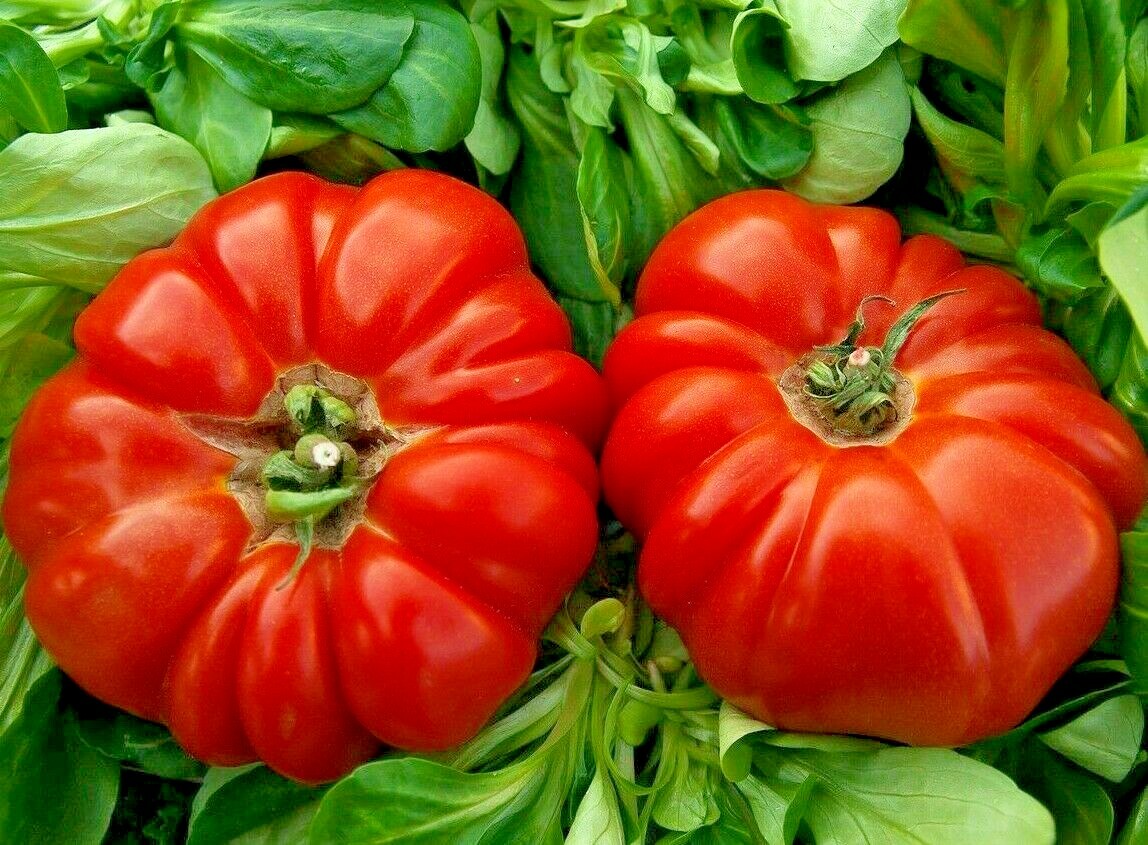 Oxheart tomato Solanum lycopersicum seeds for planting in vegetable patch