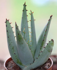 Green Claviflora Jackal’s Plant Seeds for Planting- Unique Garden Collection Scientific Name Placeholder for planting in home garden