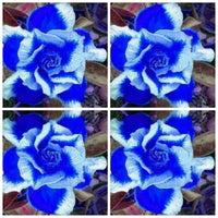 Heirloom Non-GMO Deep Blue Adenium Obesum Flower Seeds for Planting – Desert Rose Seeds - Non-GMO for planting in home garden