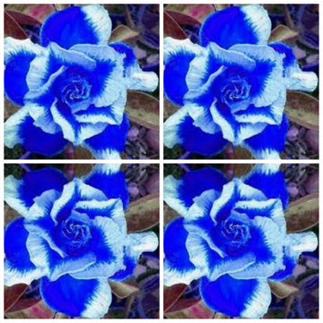 Heirloom Non-GMO Deep Blue Adenium Obesum Flower Seeds for Planting – Desert Rose Seeds - Non-GMO for planting in home garden