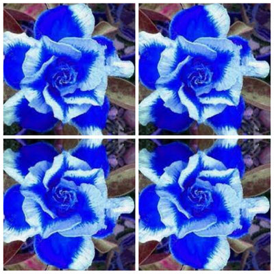 100 Pcs