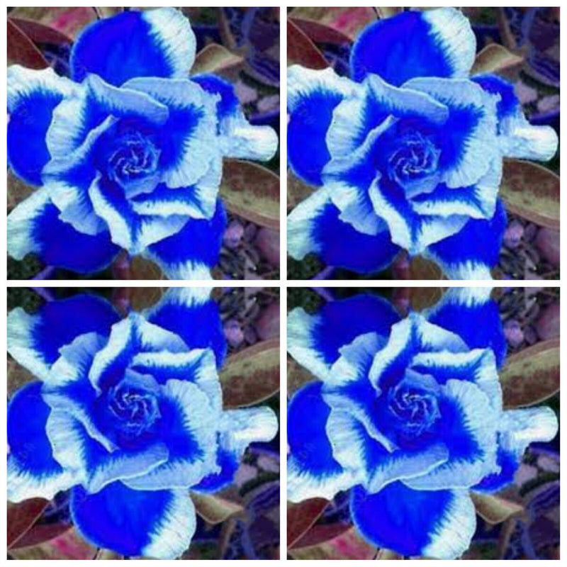 Heirloom Non-GMO Deep Blue Adenium Obesum Flower Seeds for Planting – Desert Rose Seeds - Non-GMO for planting in home garden