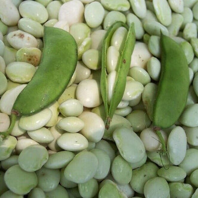 100 Pcs