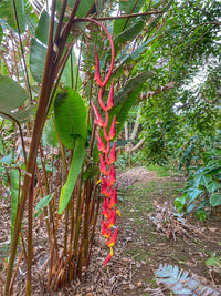 Heliconia Pogonantha Plant Seeds for Planting, NON GMO Seeds